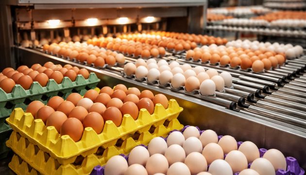 Como-funciona-a-classificação-de-ovos-no-mercado-brasileiro