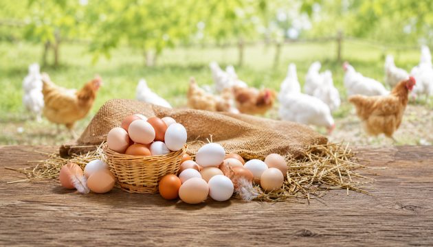 Maiores-produtores-de-ovos-do-mundo-posição-do-Brasil-no-ranking